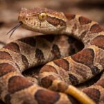 Prefeitura se manifesta sobre servidor picado por cobra no Parque Zoobotânico