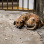 PL prevê corte de benefícios a condenados por maus-tratos a animais em SC