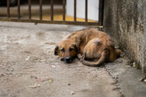 PL prevê corte de benefícios a condenados por maus-tratos a animais em SC