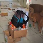 Caso de abandono de animal aciona PM e Bem-Estar Animal em Brusque