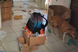 Caso de abandono de animal aciona PM e Bem-Estar Animal em Brusque
