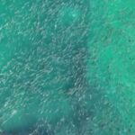 Cena rara em Laguna: tainhas formam espetáculo ao redor de naufrágio