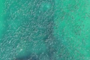 Cena rara em Laguna: tainhas formam espetáculo ao redor de naufrágio