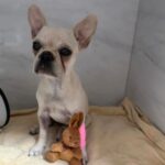 Cadela que ingeriu 55 pedras de crack sai da UTI em SC