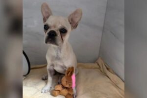 Cadela que ingeriu 55 pedras de crack sai da UTI em SC