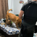 VÍDEO: Alvo ligado à DIC de Brusque é preso em ação contra tráfico e lavagem de dinheiro