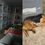 DIC encontra cerca de 50 galos e estrutura suspeita de rinha em Brusque; veja o vídeo