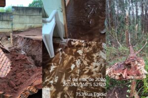 Chuva intensa provoca quedas de árvores e enxurrada em cidades do Oeste