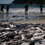Safra da tainha 2026 começa com maior limite de captura no litoral catarinense