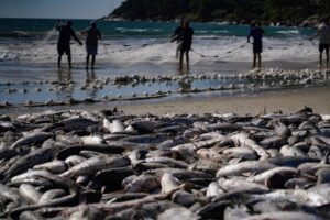 Safra da tainha 2026 começa com maior limite de captura no litoral catarinense