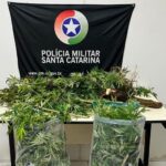 PM apreende adolescente após encontrar pés de maconha em residência de Blumenau