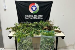 PM apreende adolescente após encontrar pés de maconha em residência de Blumenau