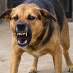 Criança fica ferida após ataque de cão dentro de casa em Gaspar