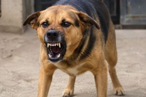 Criança fica ferida após ataque de cão dentro de casa em Gaspar