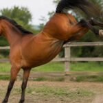 Idoso é atingido por coice de cavalo em Guabiruba