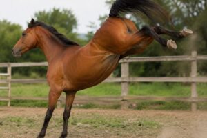 Idoso é atingido por coice de cavalo em Guabiruba