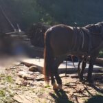 URGENTE: Homem é localizado morto sob veículo de arrasto em Brusque