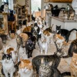 Justiça determina retirada de 119 gatos de residência por risco à saúde em SC