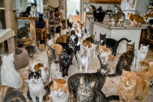 Justiça determina retirada de 119 gatos de residência por risco à saúde em SC