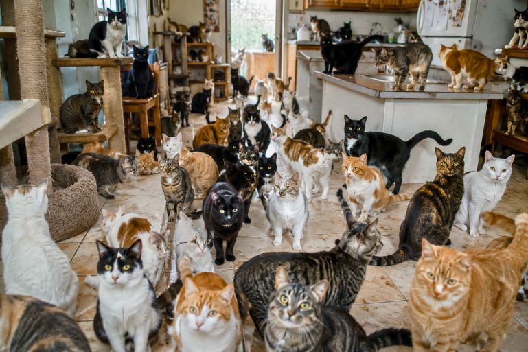 Justiça determina retirada de 119 gatos de residência por risco à saúde em SC