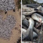 Frio impulsiona pesca e rende mais de 11 mil tainhas em praia de SC