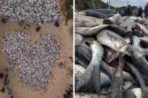 Frio impulsiona pesca e rende mais de 11 mil tainhas em praia de SC