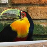 Tucano-de-bico-verde ferido é resgatado e passa por cuidados no Zoobotânico