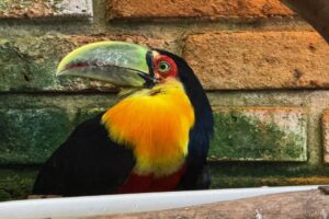 Tucano-de-bico-verde ferido é resgatado e passa por cuidados no Zoobotânico