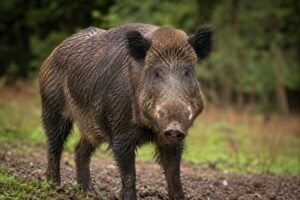 Projeto que prevê pagamento por abate de javalis avança em SC