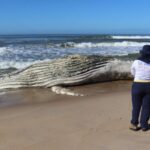 Baleia-jubarte é encontrada morta na Praia do Ervino, em São Francisco do Sul