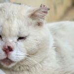 400 gatos são encontrados em situação insalubre dentro de apartamento em SC