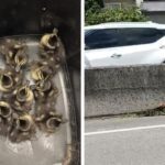 Marrecos resgatados pela PRF na BR-101 são devolvidos à natureza; VÍDEO