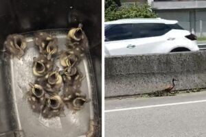 Marrecos resgatados pela PRF na BR-101 são devolvidos à natureza; VÍDEO