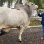 Criado em Santa Catarina, Hércules busca manter título de touro mais pesado do país