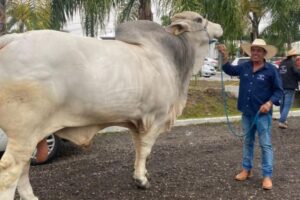 Criado em Santa Catarina, Hércules busca manter título de touro mais pesado do país