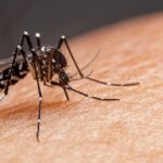 Brusque registra quatro novos casos de dengue na última semana