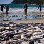 Safra da tainha em Santa Catarina ultrapassa 200 toneladas capturadas