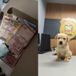 Vídeo: Polícia Civil apreende drogas e resgata animais em Brusque