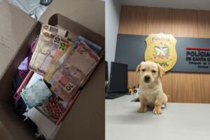 Vídeo: Polícia Civil apreende drogas e resgata animais em Brusque