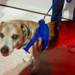 Homem é preso após pendurar o próprio cachorro pelo pescoço e agredi-lo em SC