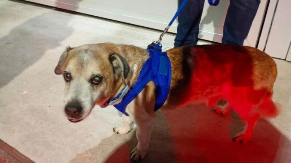 Homem é preso após pendurar o próprio cachorro pelo pescoço e agredi-lo em SC