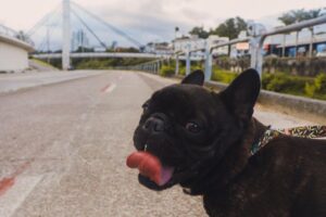 Ministério do Turismo realiza levantamento nacional sobre turismo pet friendly