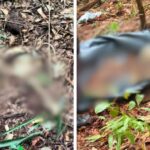 Ossada humana é encontrada em área de mata, em Itajaí