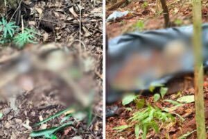 Ossada humana é encontrada em área de mata, em Itajaí