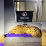 Polícia Militar apreende 189 quilos de maconha e prende suspeitos em Itajaí