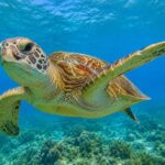 Tartaruga Marinha: espécie existe há mais de 120 milhões de anos