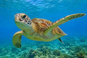 Tartaruga Marinha: espécie existe há mais de 120 milhões de anos