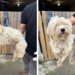 MAUS-TRATOS: Cachorro resgatado em Botuverá recebe atendimento