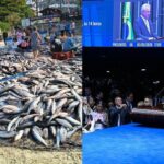 Senador Hermes Klann quer derrubar portaria que limita pesca da tainha