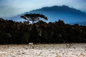Inverno começa com onda de frio intenso em Santa Catarina